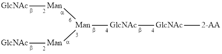 A2 glycan (G0), 2-AA labelled